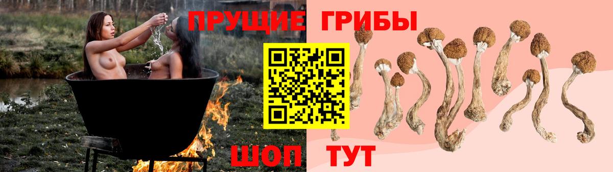 Красногорск  Галлюциногенные грибы Cubensis  Галлюциногенные грибы Cubensis  Вход с VPN 